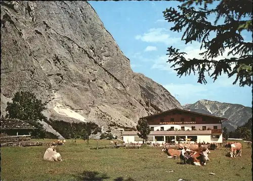 Pertisau Achensee Alpengasthof Gramai Kuh Viehweide Karwendelgebirge / Eben am Achensee /Tiroler Unterland