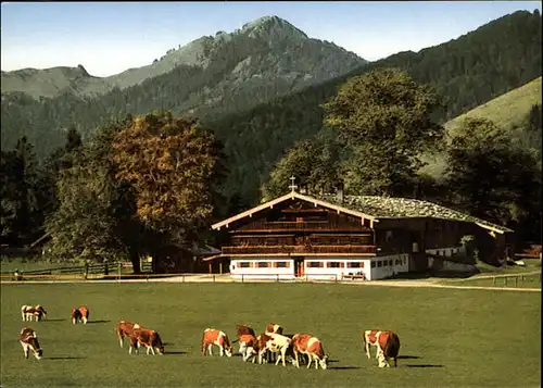 Bad Wiessee Berggaststaette "Bauer in der Au" alter Gutshof Viehweide Kuh Kat. Bad Wiessee