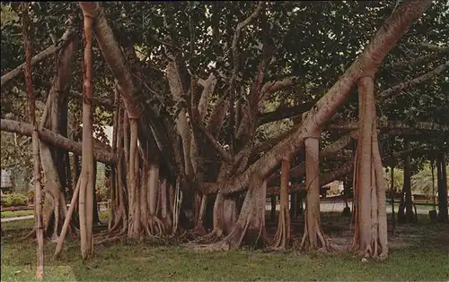 Baeume Trees Banyan Tree Hawaii  Kat. Pflanzen