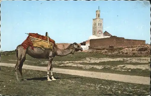 Kamele Marokko Moulay Abdallah  Kat. Tiere