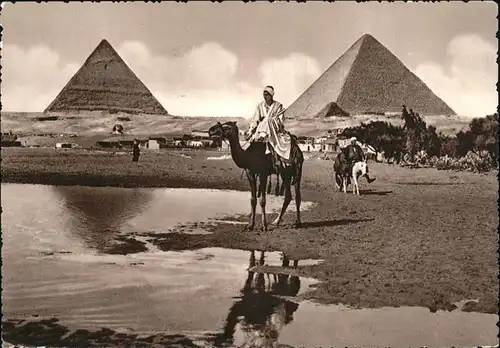 Kamele Giza Pyramids aegypten Kat. Tiere