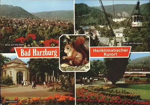 Eichhoernchen Seilbahn Bad Harzburg  Wandelhalle Kat. Tiere