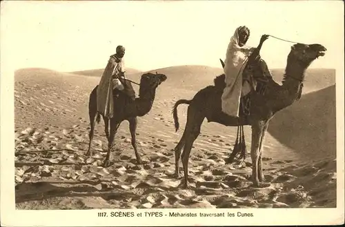 Kamele Typen Meharistes Dunes Afrika Kat. Tiere