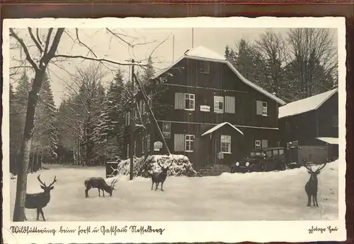 Tambach Dietharz Forst  u. Gasthaus Nesselberg Rehe Kat. Tambach Dietharz