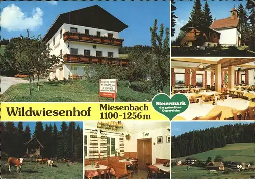 Miesenbach Birkfeld Gasthof Pension Wildwiesenhof Urlaub auf dem Bauernhof Viehweide Kuh Kat. Miesenbach bei Birkfeld