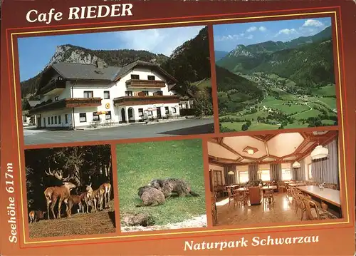 Schwarzau Gebirge Cafe Rieder Naturpark Wild Hirsch Kat. Schwarzau im Gebirge