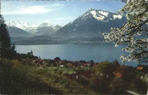 Hilterfingen Thunersee Panorama Baumbluete Bluemlisalp Niesen / Hilterfingen /Bz. Thun