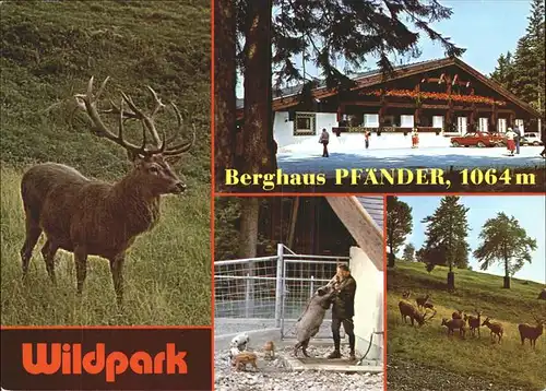 Bregenz Vorarlberg Berghaus und Wildpark Pfaender Hirschmotiv Kat. Bregenz