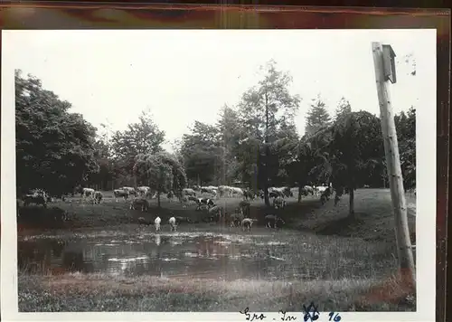 Friedrichroda Tanzbruecke mit Kuhherde Kat. Friedrichroda