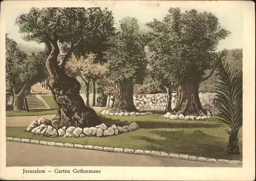 Jerusalem Yerushalayim Jerusalem Garten Gethsemane * / Israel /