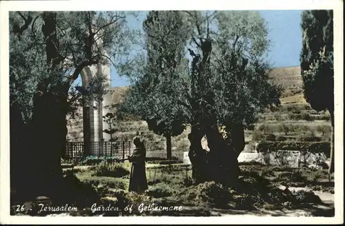 Jerusalem Yerushalayim Garden of Gethsemane / Israel /