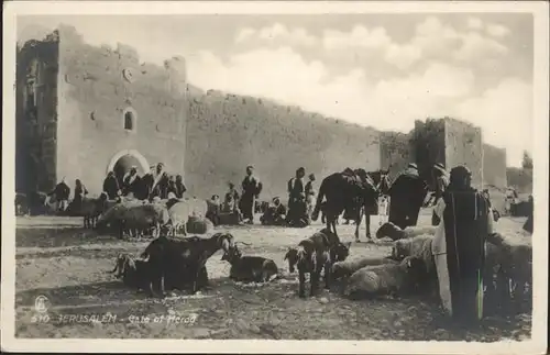 Jerusalem Yerushalayim Gate of Herod Ziegen Schafe Pferd / Israel /