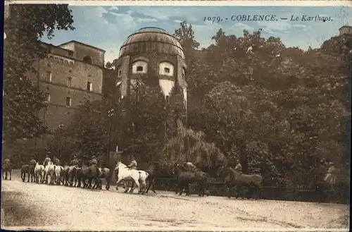 Koblenz Rhein Pferde / Koblenz /Koblenz Stadtkreis