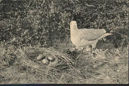 Borkum Nordseebad Borkum Moewe Nest x / Borkum /Leer LKR