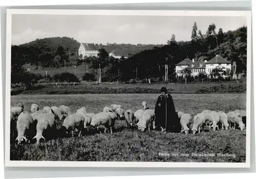 Tuebingen Steinlachtal Blaesiberg Schaefer Schaf *