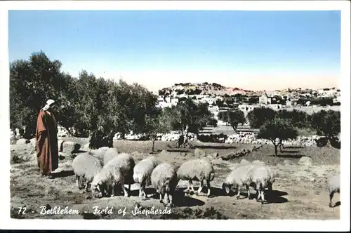 Bethlehem Yerushalayim  Field Shepherds Schafe / Bethlehem /