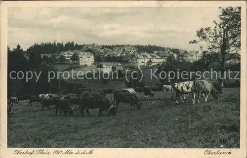 Oberhof Thueringen Panorama mit Kuehen Kat. Oberhof Thueringen