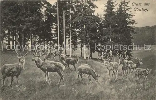 Oberhof Thueringen Wild im Wald  Kat. Oberhof Thueringen