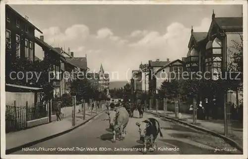 Oberhof Thueringen Zellerstrasse mit Kuhherde Kat. Oberhof Thueringen