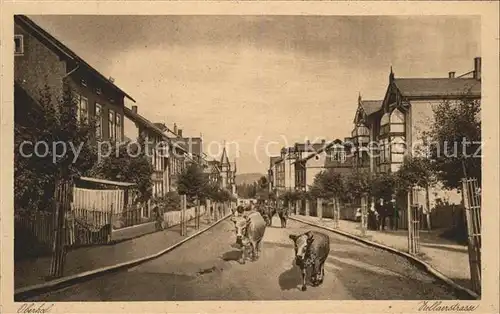 Oberhof Thueringen Zellaerstrasse mit Kuhherde Kat. Oberhof Thueringen