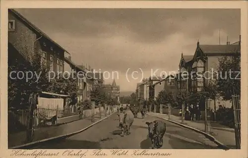 Oberhof Thueringen Zellaerstrasse mit Kuhherde Kat. Oberhof Thueringen