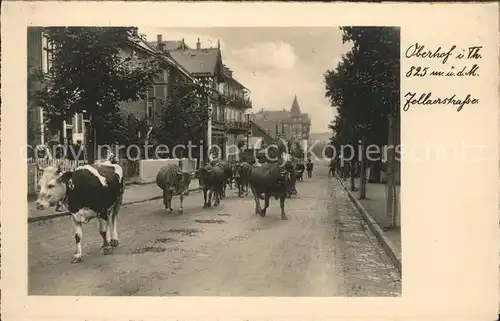 Oberhof Thueringen Zellaerstrasse mit Kuhherde Kat. Oberhof Thueringen