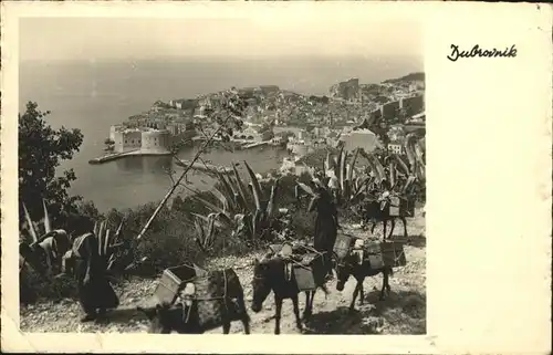 Dubrovnik Ragusa Panorama Esel Lasttiere Kat. Dubrovnik