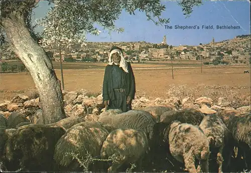 Bethlehem Yerushalayim The Shepherds Field Schafherde Kat. Bethlehem