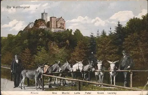 Esel Tiere Wartburg Eisenach Frieda Loreley Lotte Grete Kat. Tiere