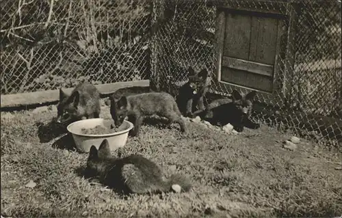 Fuchs Tiere Pelztierfarm Inselsberg Tabarz Jungfuechse Kat. Tiere