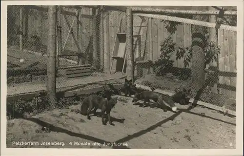 Fuchs Tiere Pelztierfarm Inselsberg Tabarz Jungfuechse Kat. Tiere