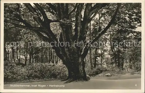 Baeume Trees Stubbenkammer Insel Ruegen Herthabuche Kat. Pflanzen