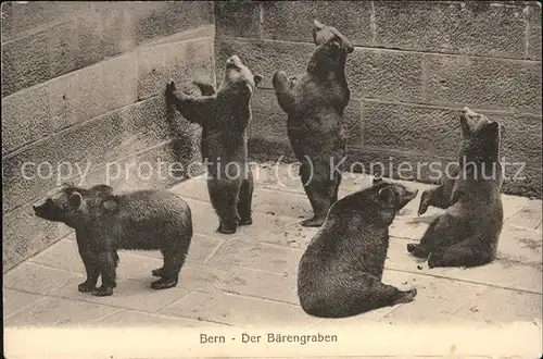 Baeren Graben Bern  Kat. Tiere