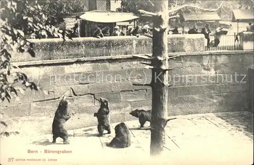 Baeren Graben Bern  Kat. Tiere