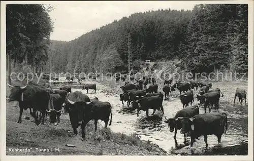 Kuehe Tanne i. H. Kuhherde Kat. Tiere