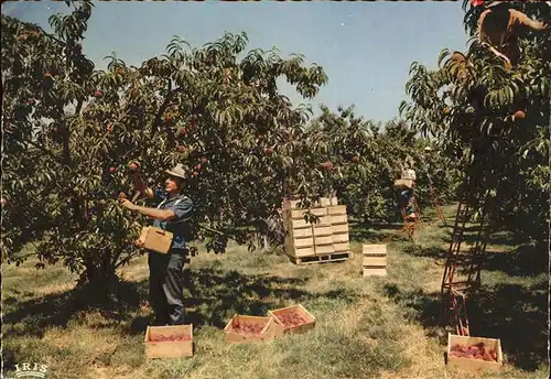 Ernte Landwirtschaft Pfirsich Lot Et Garonne cueillette des Peches Kat. Landwirtschaft