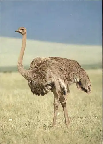 Voegel Strauss Ostrich Autruche Kat. Tiere