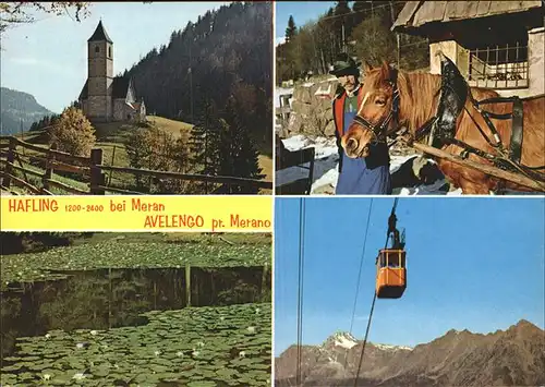 Pferde Seilbahn Hafling Meran Avelengo Merano Kat. Tiere