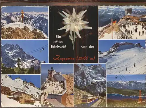 Edelweiss Zahnradbahn Seilbahn Zugspitze Kat. Pflanzen