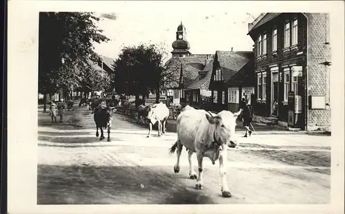 Frauenwald Thueringen Viehtrieb durch den Ort Kat. Frauenwald