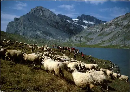 Gemmipass Wallis Schafherde beim Daubensee Kat. Gemmipass