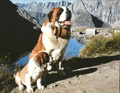 Grand St Bernard Hospizes u.Berhardinerhund Kat. Bernard Grand Saint