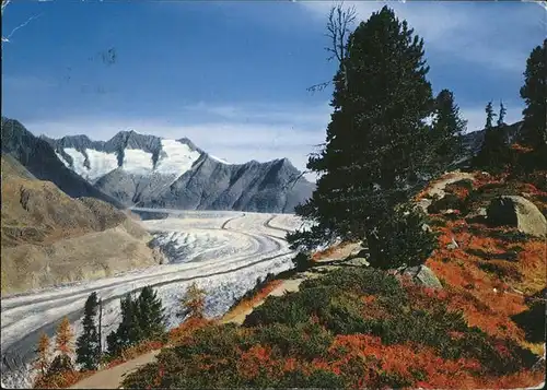 Riederalp Aletschwald Grosser Aletschgletscher Schoenbuehlhorn Wannenhorn Kat. Riederalp