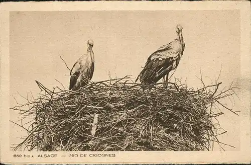 Voegel Storch Alsace Nid de Cigognes Kat. Tiere