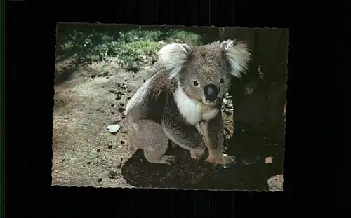 Koalabaer Australia  Kat. Tiere