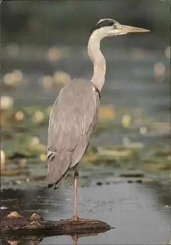 Voegel Heron cendre Haut Rhin Jeunesse au Plein Air Alsace Kat. Tiere