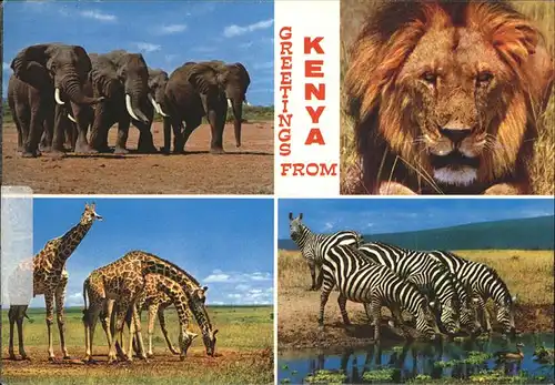 Zebra Loewe Elefanten Giraffen Kenya  Kat. Tiere