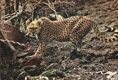 Tiere Faune africaine Guepard Kenya Kat. Tiere