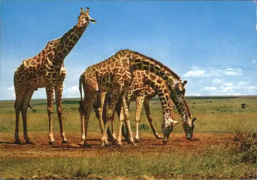 Giraffe Kenya Afrika  Kat. Tiere