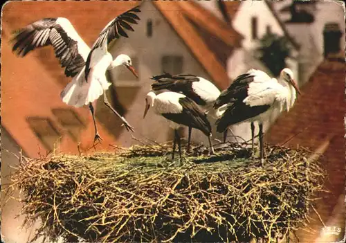 Voegel Storche Elsass Alsace Strasbourg Kat. Tiere